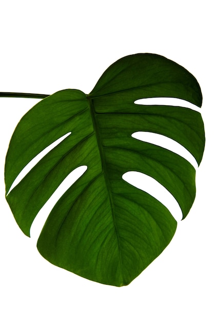 Hoja de monstera verde aislada sobre fondo blanco