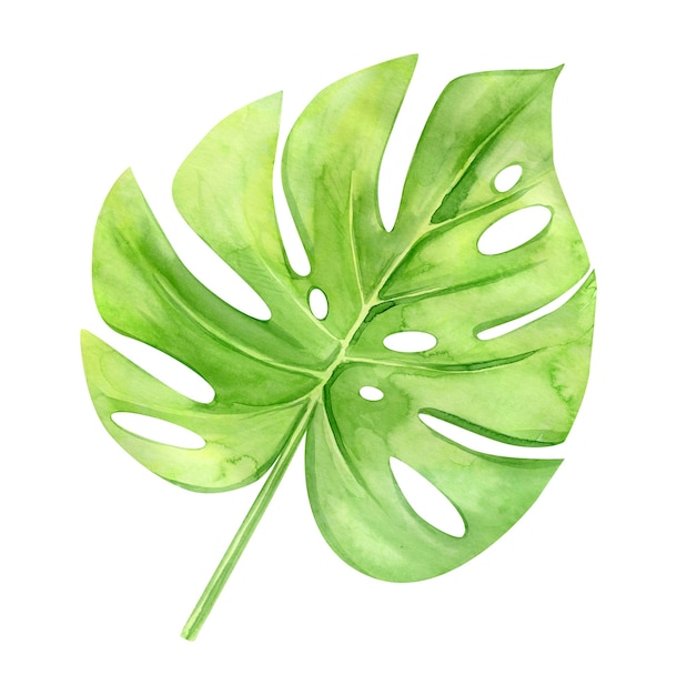 Hoja de monstera verde. Planta tropical. Ilustración acuarela pintada a mano aislada en blanco.