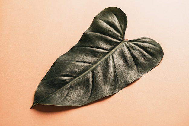 Hoja de Monstera