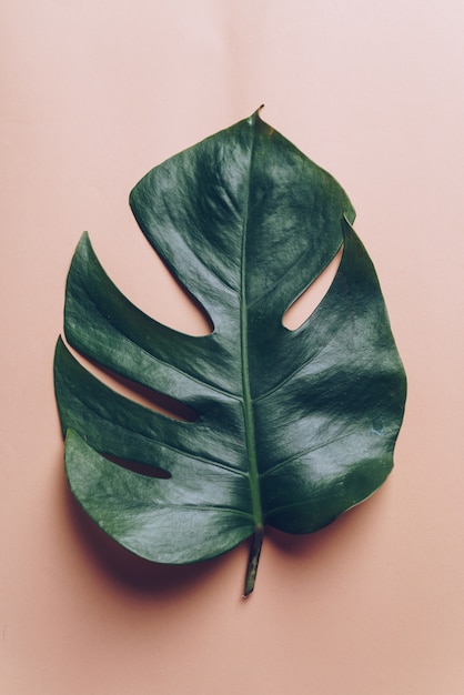 Hoja de Monstera