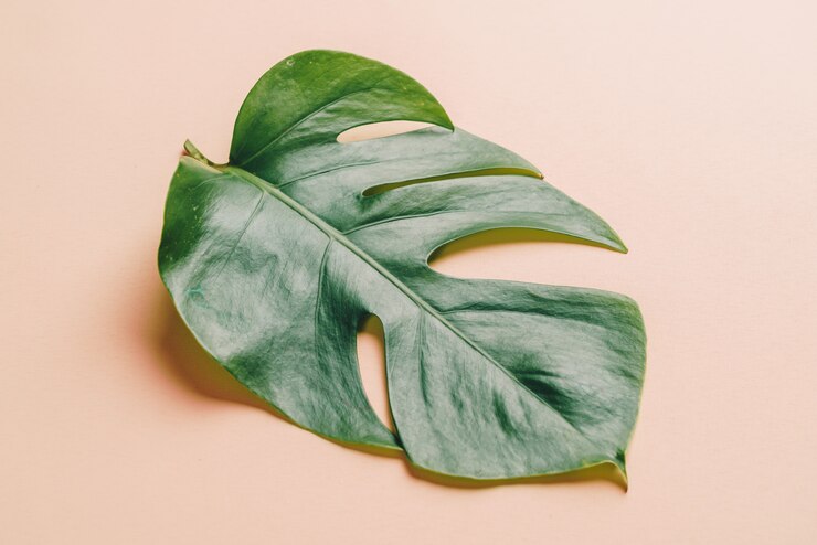 Foto hoja de monstera