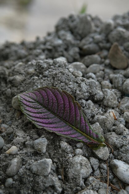 Una hoja morada está en un muro de hormigón.