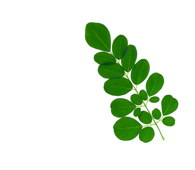 Hoja de Moringa aislada sobre fondo blanco.