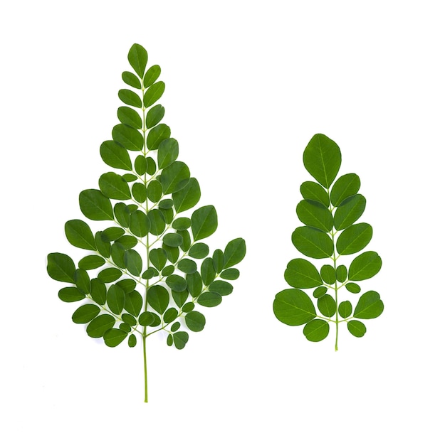 Hoja de Moringa aislada