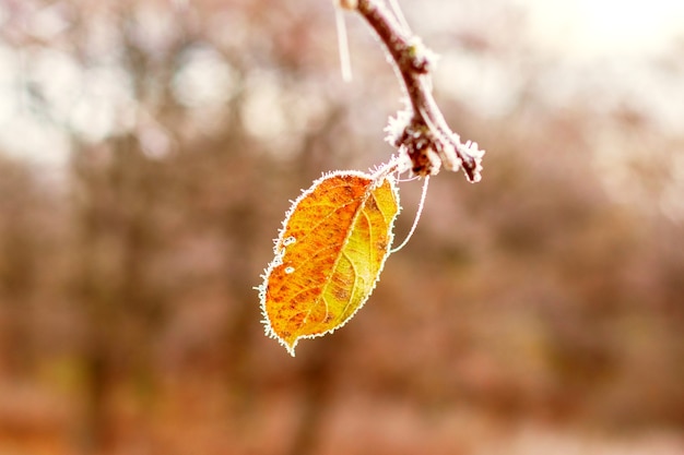 Hoja de naranja seca cubierta de escarcha en la rama de un árbol