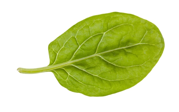 Hoja natural de espinacas tiernas aislado en blanco