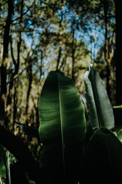 Hoja de la naturaleza