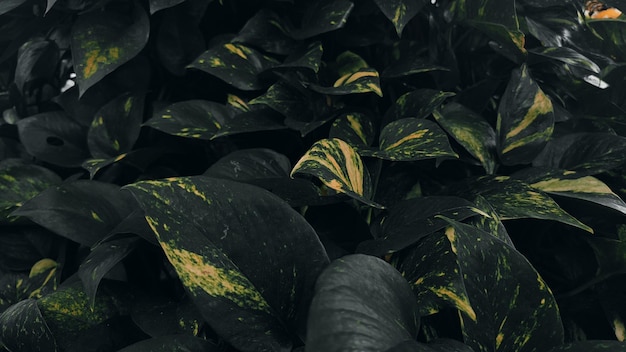 Foto una hoja negra y amarilla está rodeada de otras plantas.