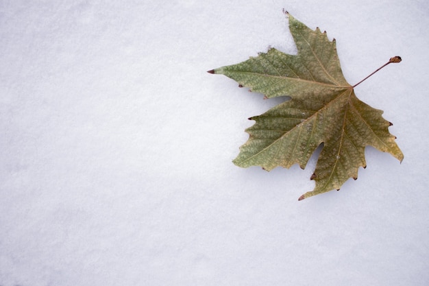 Hoja en la nieve