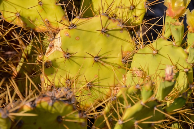 Hoja de nopal verde en el desierto