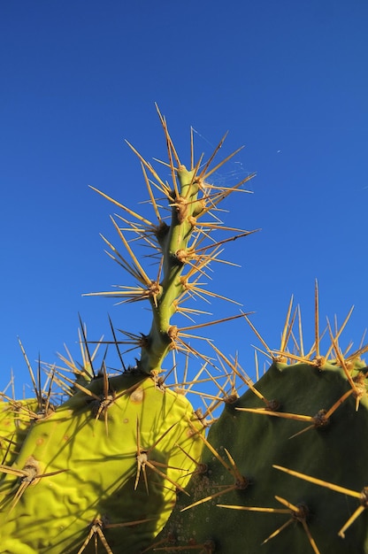 Hoja de nopal verde en el desierto