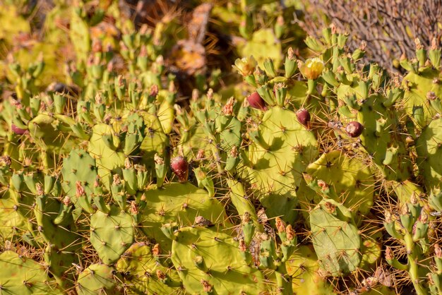 Hoja de nopal verde en el desierto