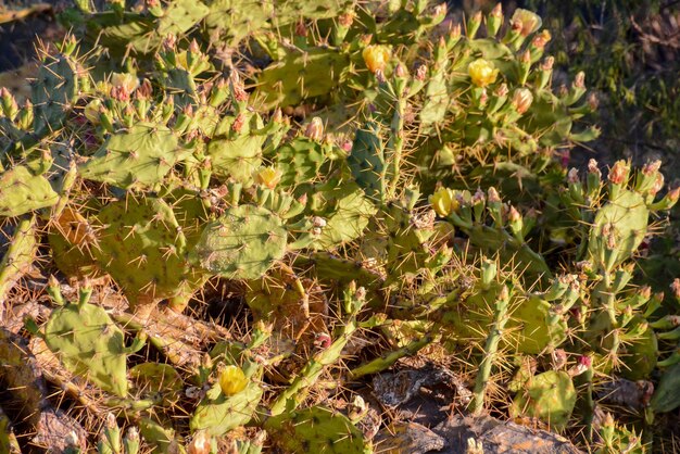 Hoja de nopal verde en el desierto