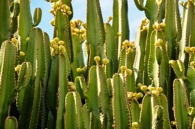 Hoja de nopal verde