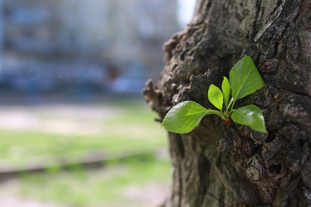 Hoja nueva en el árbol