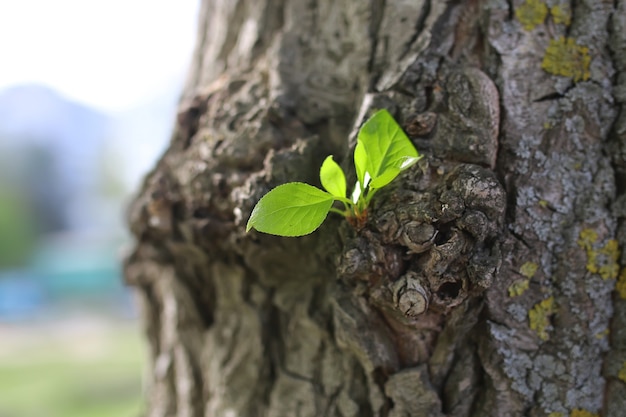 Hoja nueva en el árbol