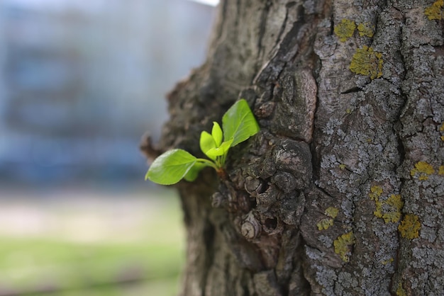 Hoja nueva en el árbol