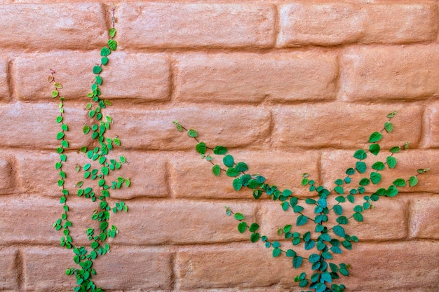 Hoja o Coatbuttons o planta de margarita mexicana en la pared del suelo de la higuera trepadora en la pared del refugio de la tierra