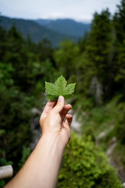 Foto una hoja o una flor cerrada en la mano humana