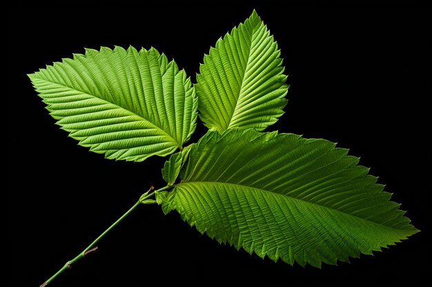 Foto hoja de olmo vibrante un estudio del resplandor verde brillante en 32 relaciones de aspecto