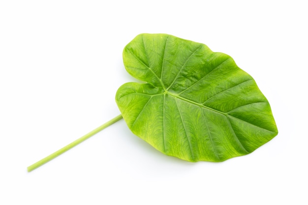 Hoja de oreja de elefante sobre fondo blanco.