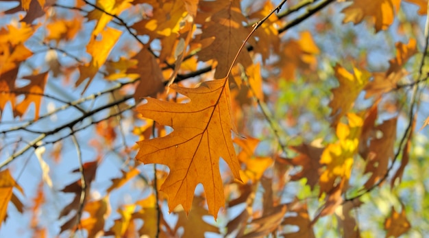 Hoja de oro otoñal en árbol