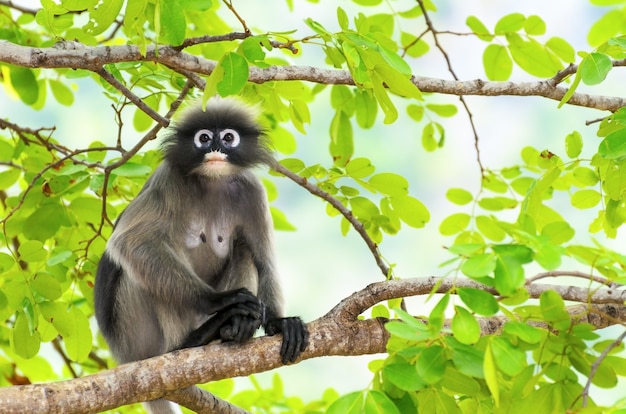 Hoja oscura, langur oscuro, langur de anteojos o mono Trachypithecus obscurus con negro y gris en el árbol en la naturaleza, Tailandia