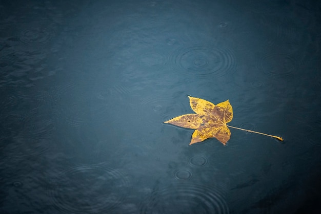 Foto hoja de otoño en el agua