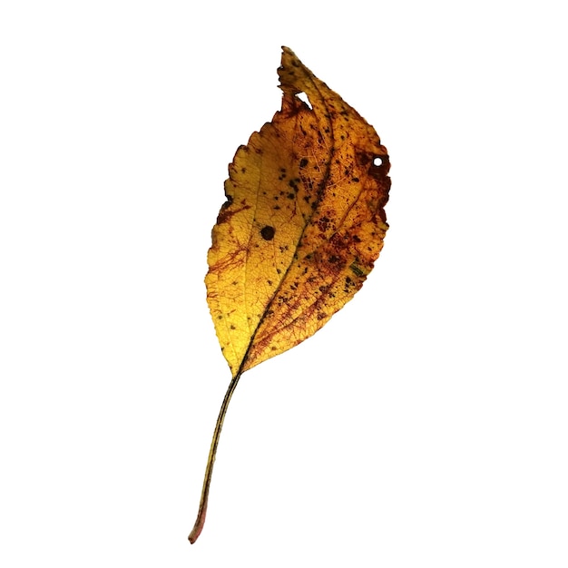 hoja de otoño aislada sobre fondo blanco Hoja amarilla de un árbol frutal cerezo manzano pera
