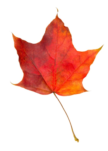 hoja de otoño aislada sobre fondo blanco