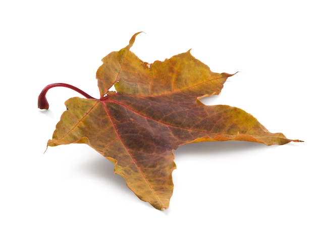 hoja de otoño aislada sobre fondo blanco