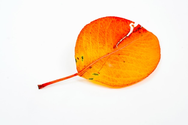 Hoja de otoño aislada sobre fondo blanco