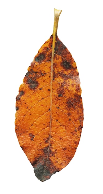 Foto hoja de otoño aislada