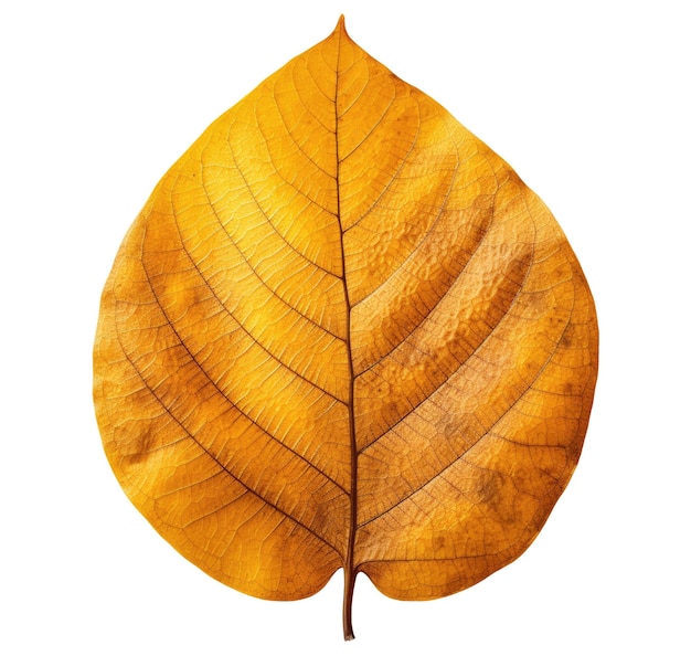 Hoja de otoño amarilla aislada sobre fondo blanco