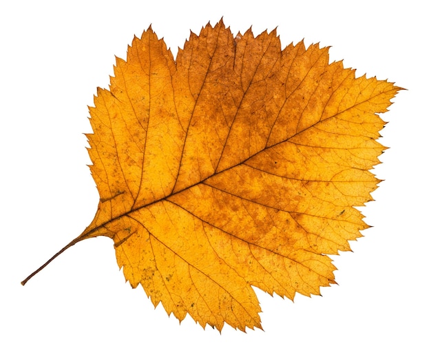 Hoja de otoño amarilla del árbol de espino aislado