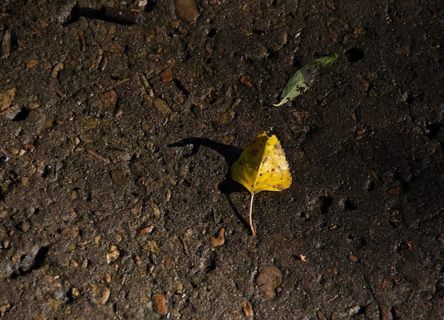 Una hoja de otoño amarilla yace sobre el asfalto húmedo