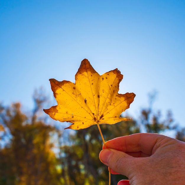 Hoja de otoño amarillo en la mano sobre fondo de cielo azul