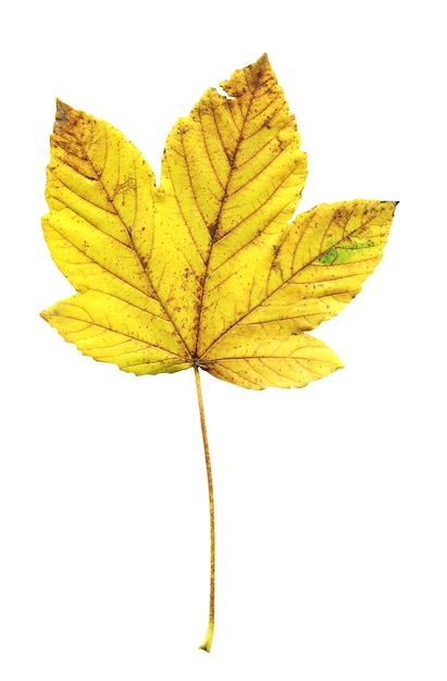 Hoja de otoño de arce aislada Acer pseudoplatanus o follaje de arce sicomoro