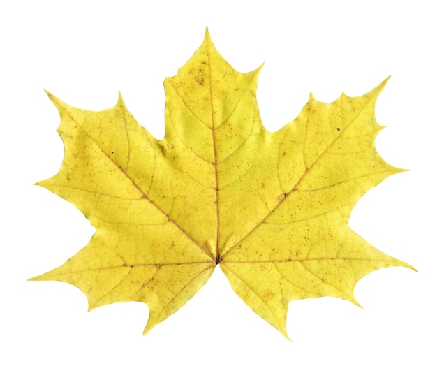 Hoja de otoño de arce aislada