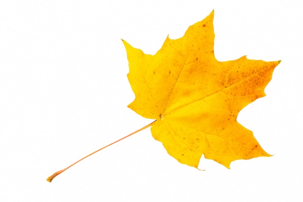 Hoja de otoño de arce aislado sobre un fondo blanco.