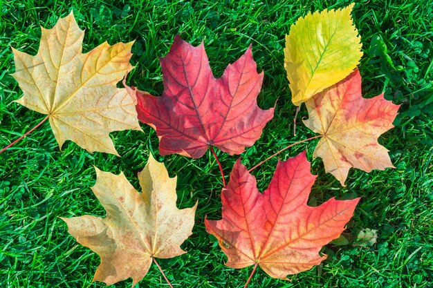 Hoja de otoño arce sobre hierba verde