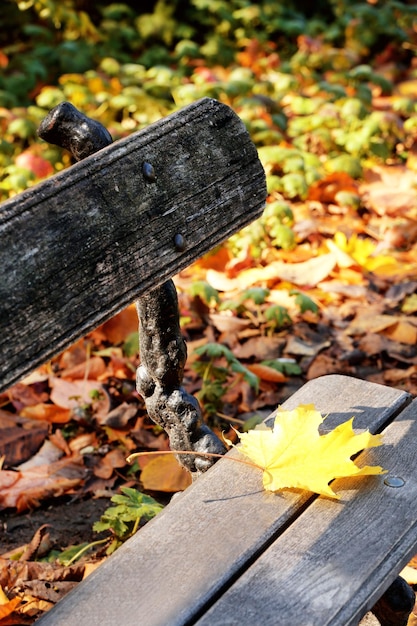 Foto hoja de otoño en un banco de madera en el parque