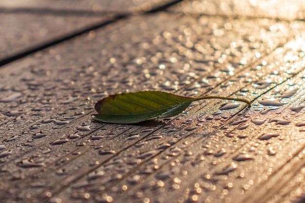 Hoja de otoño en el banco