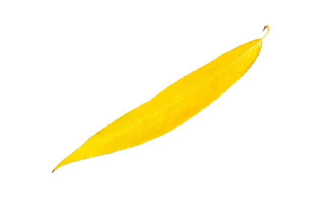 La hoja de otoño caída seca amarilla del sauce sobre un fondo blanco es un aislado.