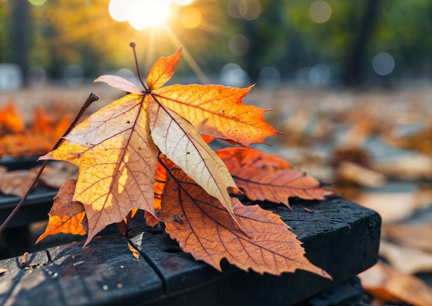 Hoja de otoño caída en el suelo