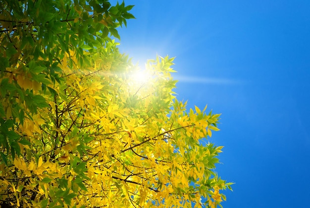 Foto hoja de otoño en el cielo composición de la naturaleza