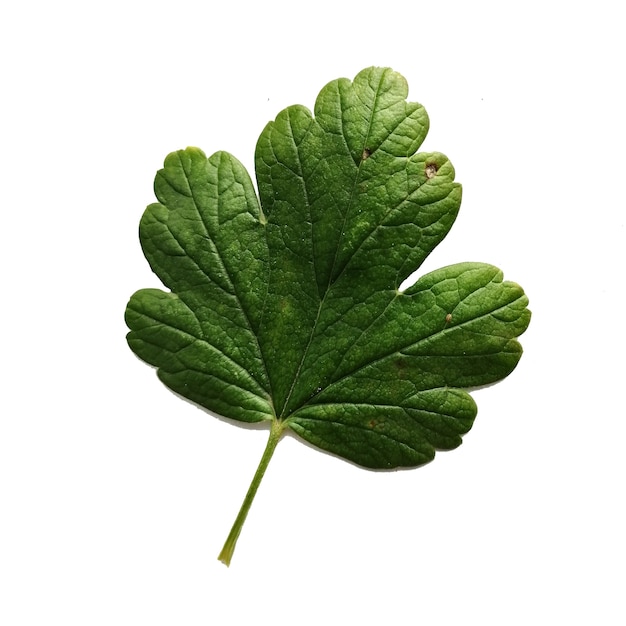 Hoja de otoño colorido hermoso aislado sobre fondo blanco Hoja verde de grosella espinosa