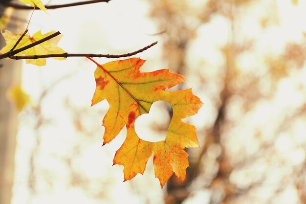 Hoja de otoño con corazón, al aire libre