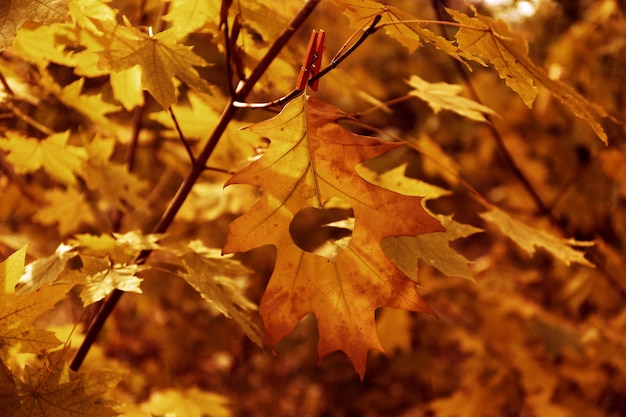 Hoja de otoño con corazón, al aire libre