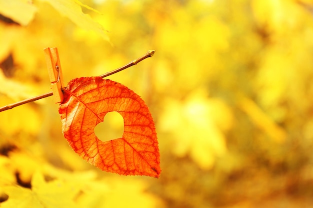 Hoja de otoño con corazón, al aire libre